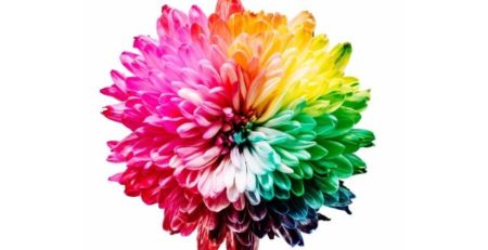 Blume in Regenbogenfarben